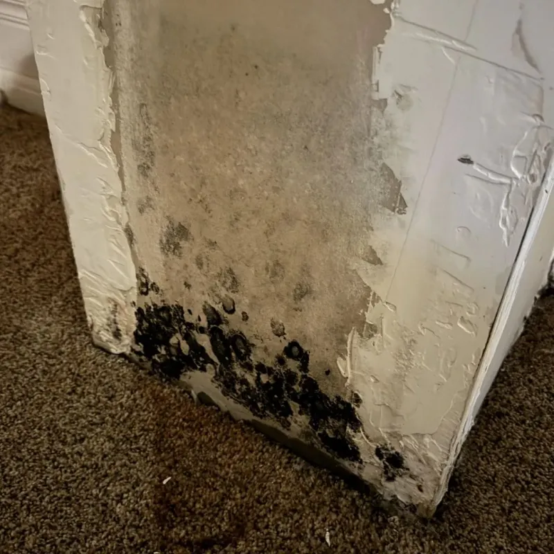 Professional Mold Removal in New Waterford, OH